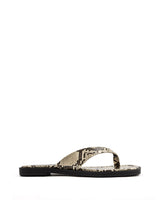SAHARA REPTIL